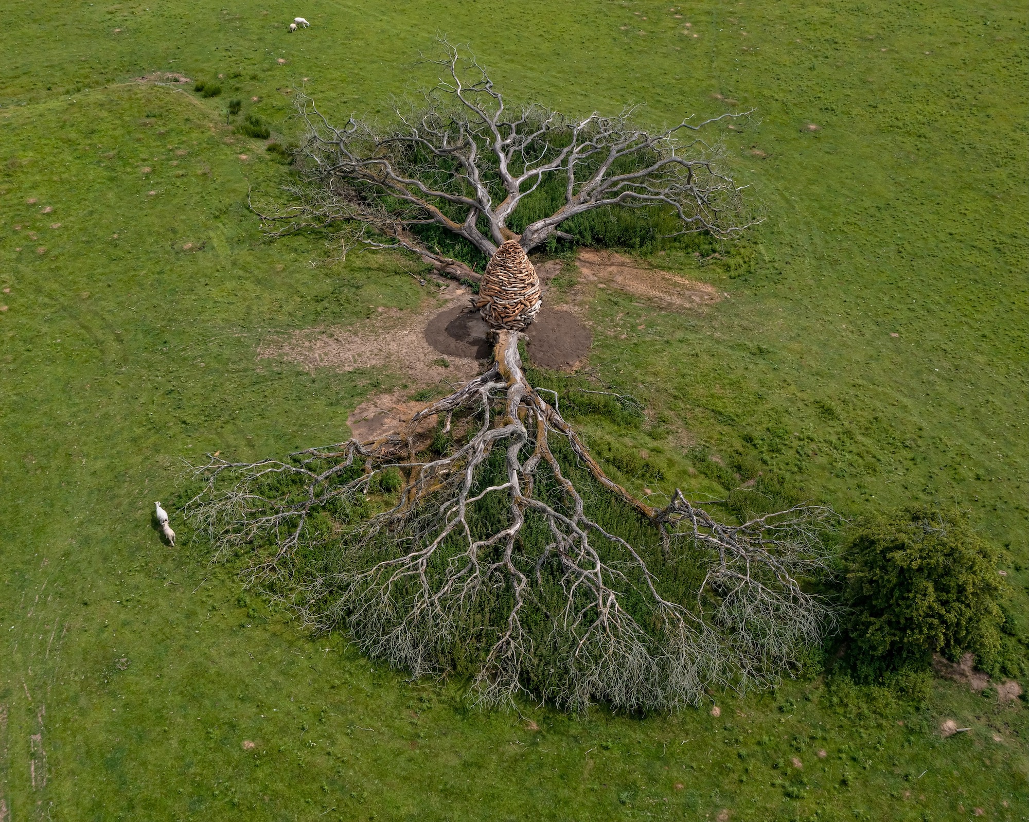 Andy Goldsworthy, Split Oak Wood